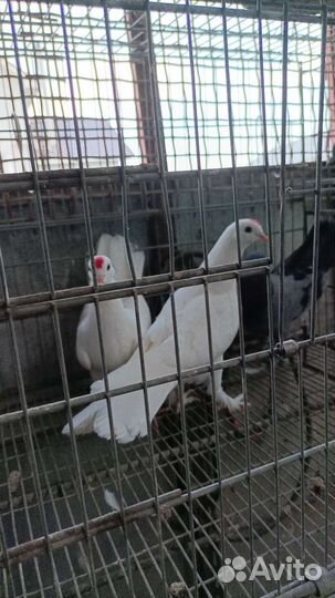 Продажа голубей