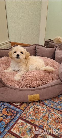 Мальтипу ф1