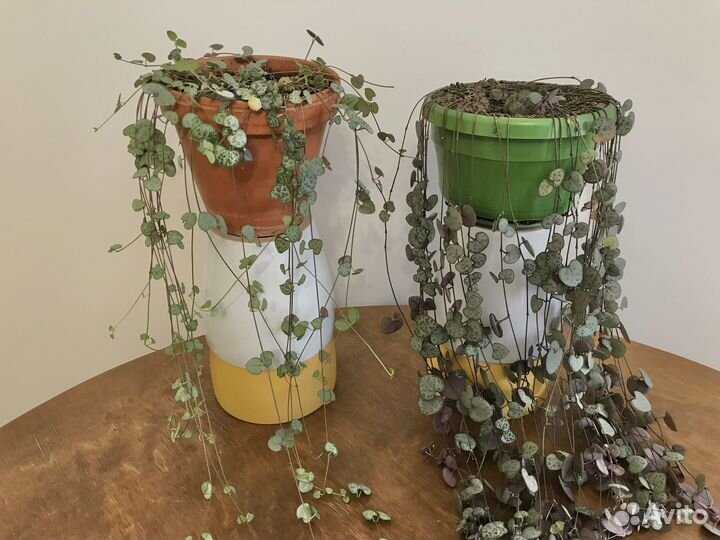 Церопегия Крестовник и другие суккуленты