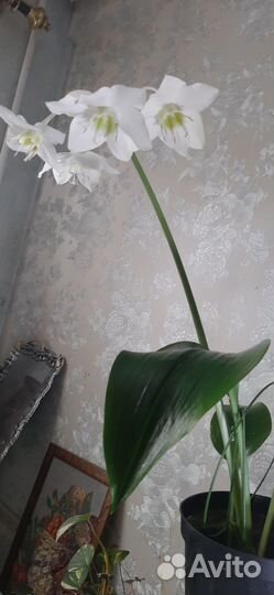 Эухарис амазонская лилия