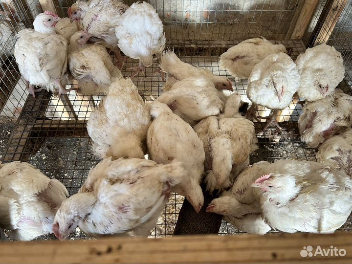 Цыплята бройлеры разного возраста