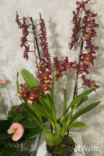 Орхидея