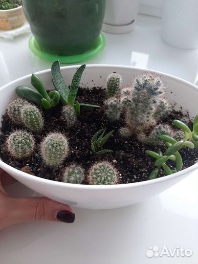 Кактусы и суккуленты набор