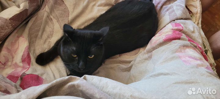 Кот и две кошки