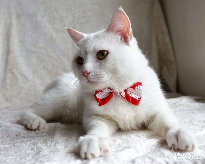 Котик в добрые руки