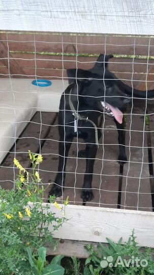 Собака в добрые руки щенок