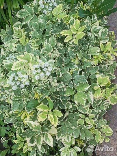 Сныть пестролистная