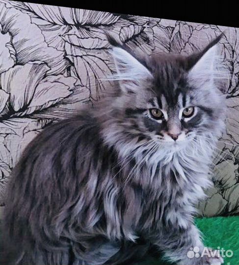 Котята мейн-кун полидакты вязка