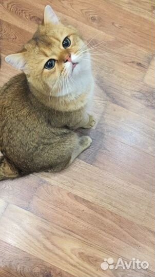 Вязка британец