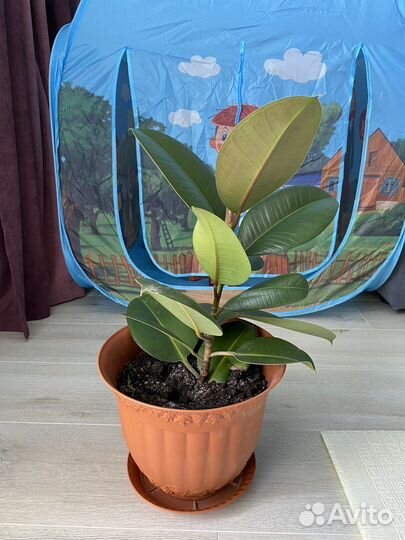 Фикус каучуконосный