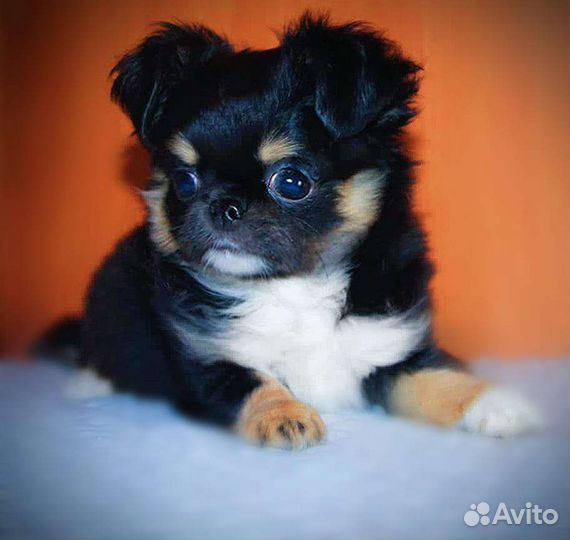 Мальчик чихуа триколор