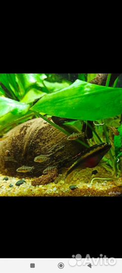 Пельвикохромис Пульхера (попугай)