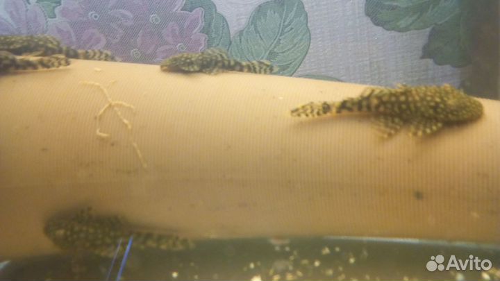 Аквариумные рыбки сомики анцитрусы