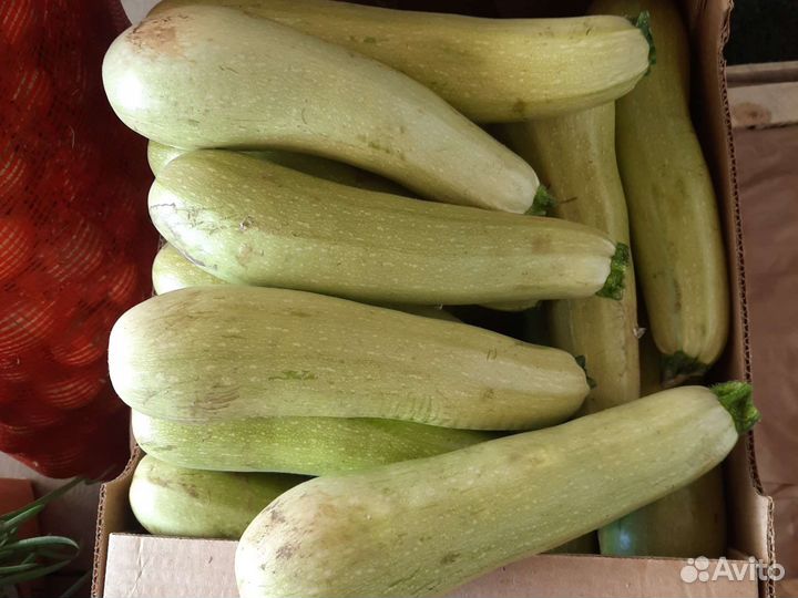 Абузы сладкие 36р