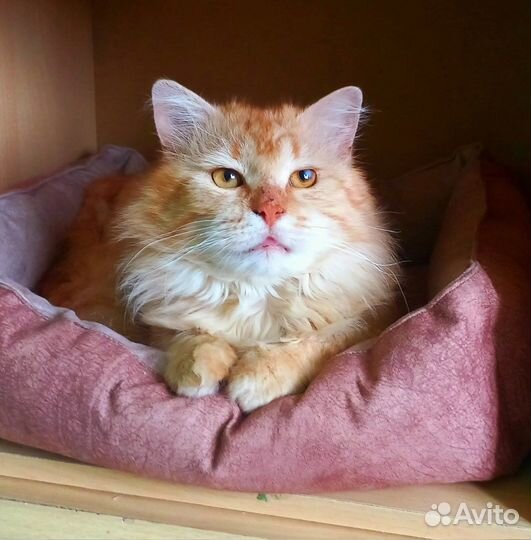 Мололой кот Лева в добрые руки