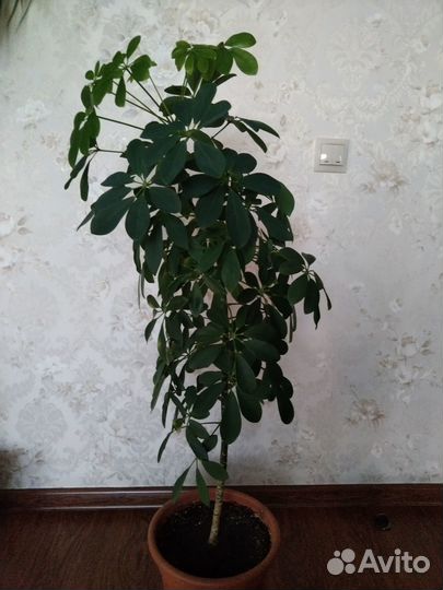 Комнатное растение