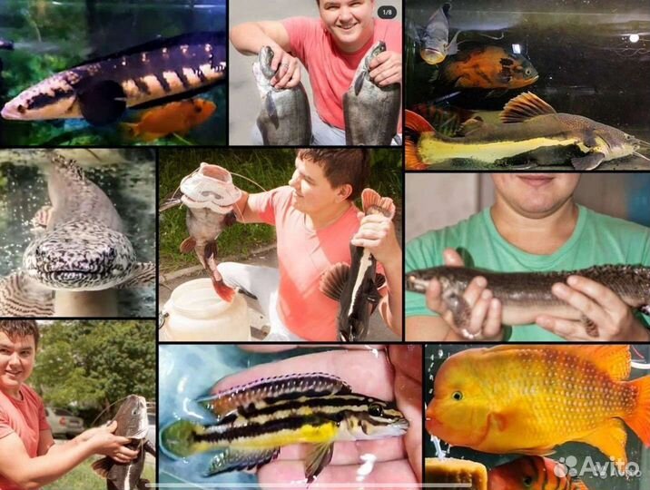 Аквариумная ферма ихтиандр