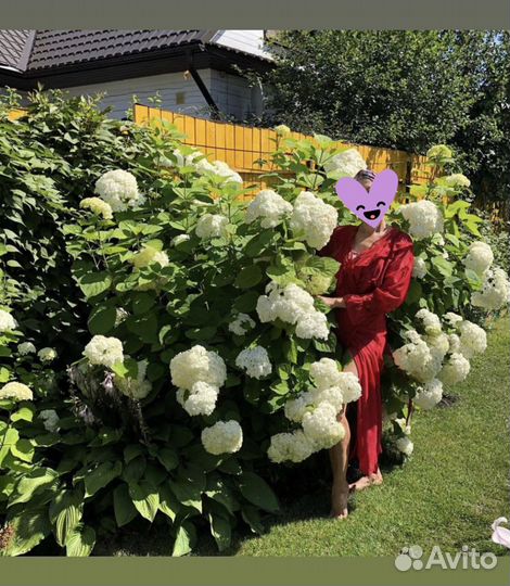 Гортензия Анабель Стронг(не разваливается)