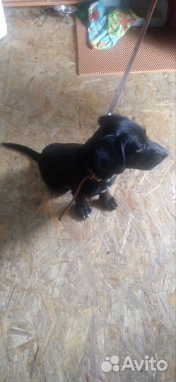 Отдам в добрые руки