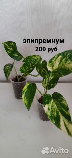 Сциндапсусы и Филодендрон