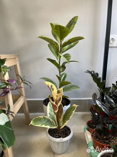 Фикус.Бенгальский (Андрей)