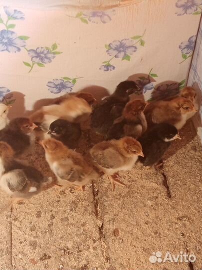 Цыплята несушки