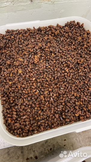 Перга пчелиная