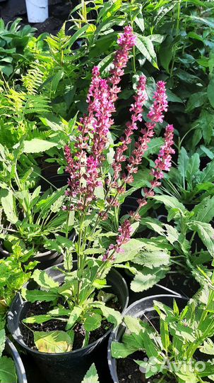 Шалфей розовый Нью Дайменш