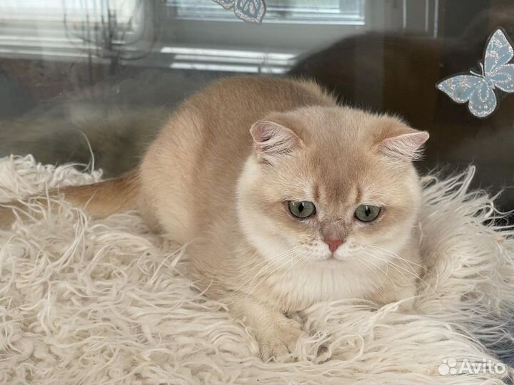 Британская шиншилла