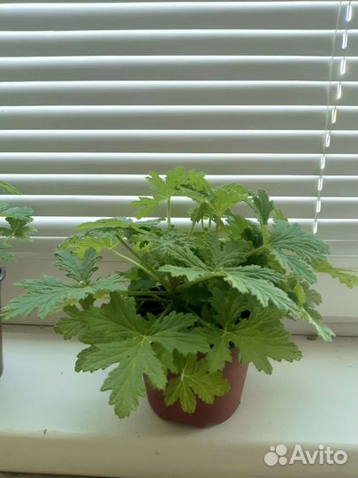 Пеларгония герань душистая