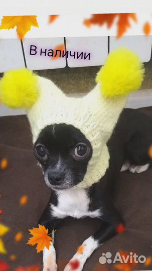 Шапочки для собак