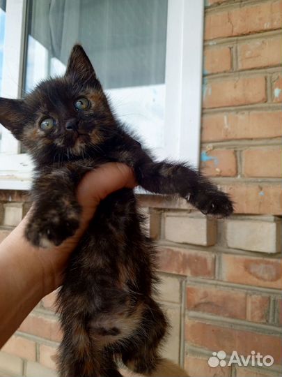 Кошки в добрые руки