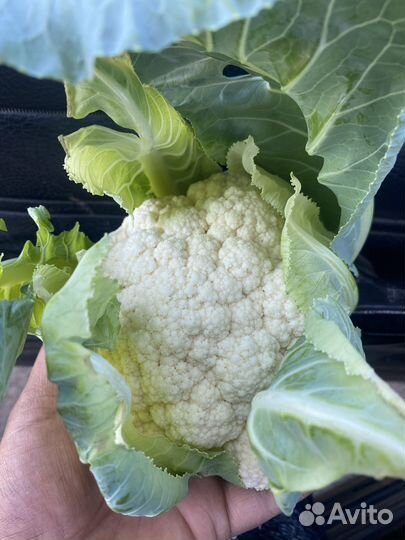 Цветная капуста