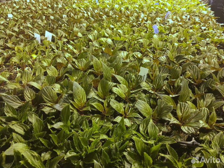 Укорененные черенки петуния, калибрахоа, бакопа