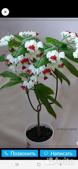 Клеродендрон Томпсона