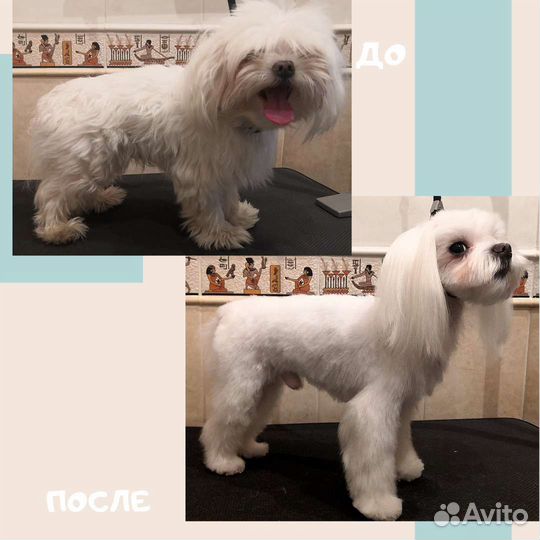 Стрижка собак, центр Сормова