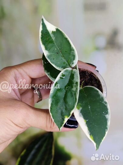 Хойи сортовые