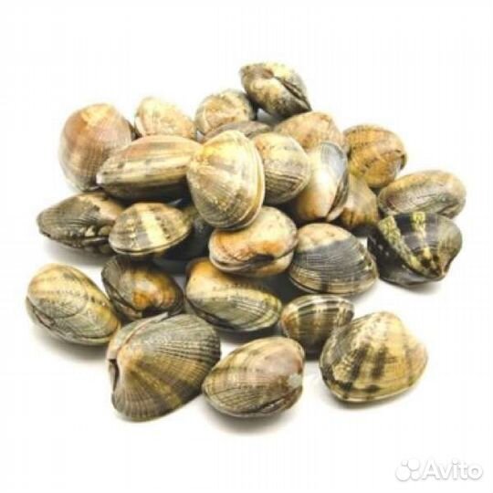 Клемы вонголе в/м 31/40 вакууме