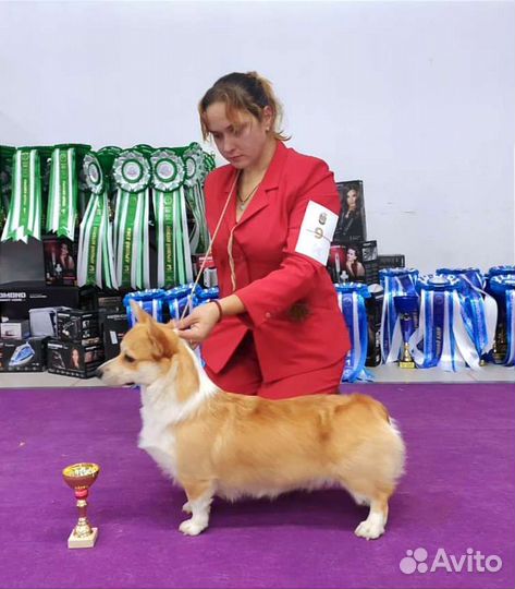 Услуги профессионального хендлера