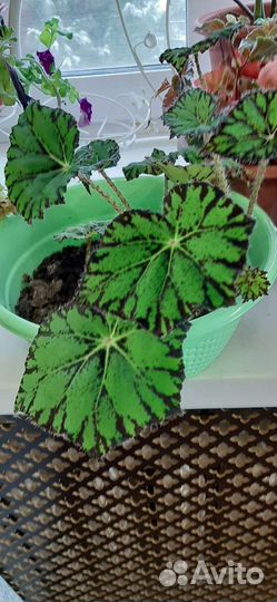 Комнатные растения