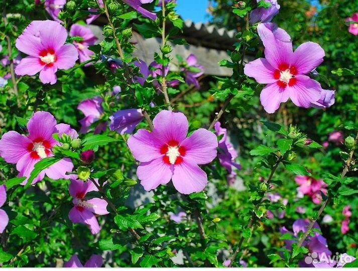 Саженцы Сирийской розы