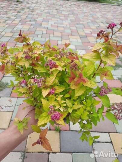 Спирея Меджик карпет