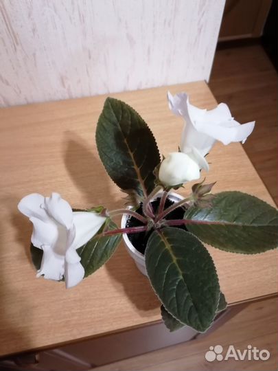 Глоксиния белая. Картина вышивка крестом