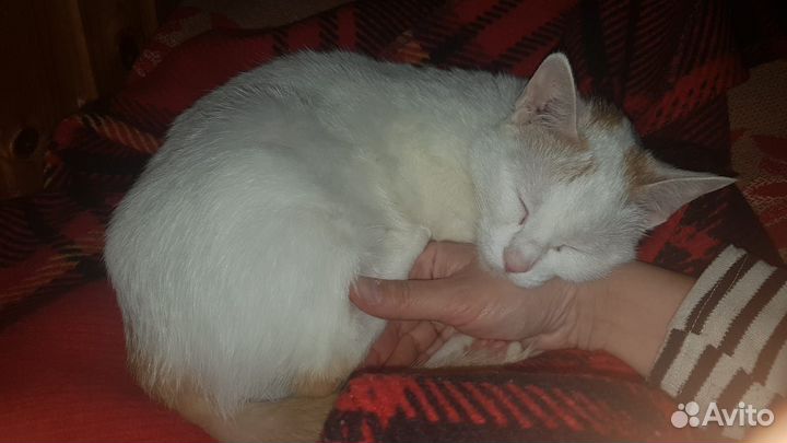 Кошечка Ася в добрые руки