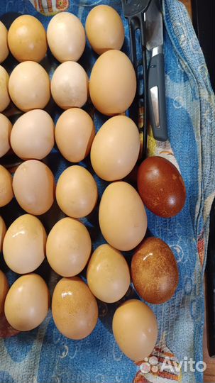 Яйцо инкубационные 
