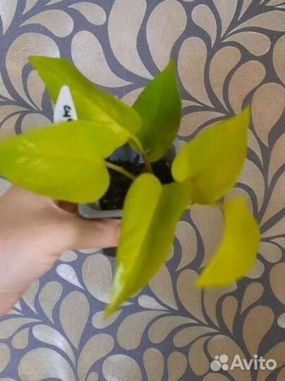 Сциндапсусы