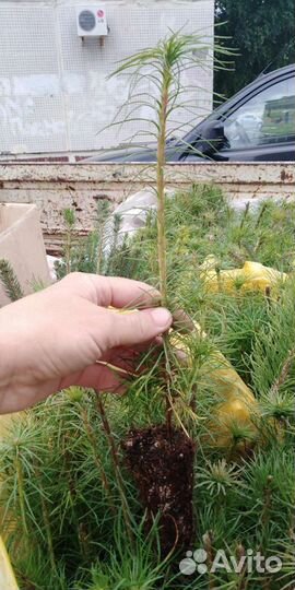 Сосна, ель обыкновенная сеянцы зкс