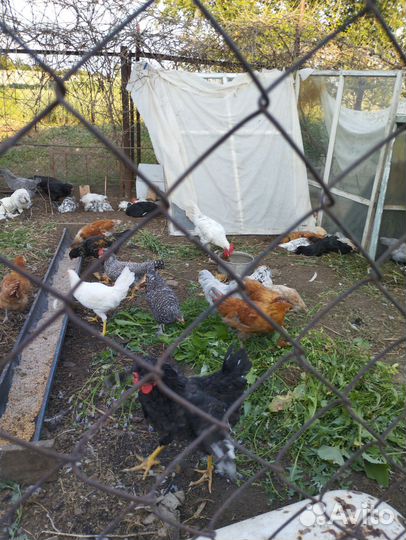 Молодки возраст 4 м,петушки породные