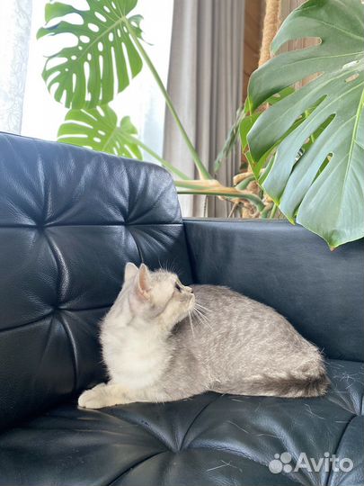 Шотландская кошечка бесплатно. очень ласковая