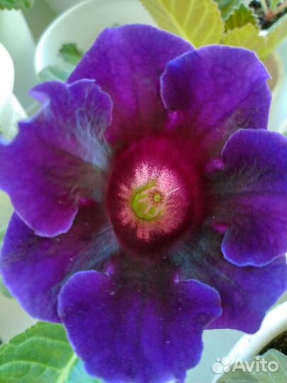Глоксиния цветет
